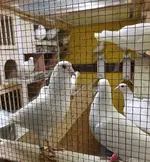 20190608_083932.webp