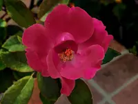 DSCN2773.webp