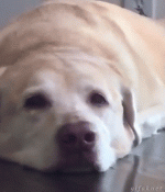 F4BAC8D8-027B-4DC2-BD79-3F311438983A.gif