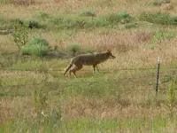walk 062519 2.webp