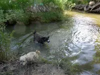 walk 062519 5.webp