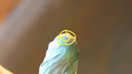 piece of gold on tip.webp