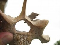 arrowhead in bone1.jpg