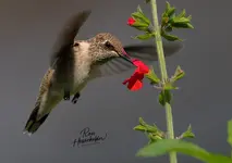 00888-1.webp