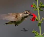 01000-1.webp
