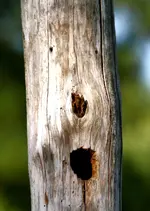 tree spirit.webp