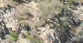 100_1085 logs.webp