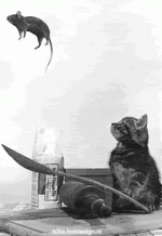 weeeee.gif