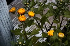 MarigoldsArrived.webp MarigoldsArrived.webp