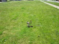 Finds 7-6-19 009.webp
