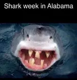 Sharkless.webp