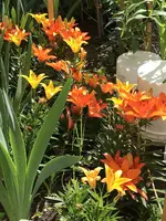 IMG_2516small.webp