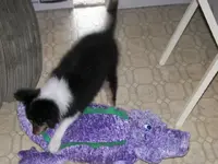 Dixie and Gator1.webp