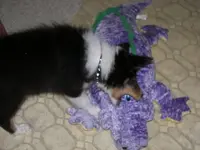 Dixie and Gator2.webp