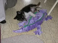 Dixie and Gator3.webp