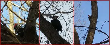 bird (2).webp