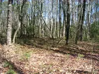IronPitVernalPond1.webp