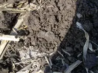 Field finds 5-12-08 003.webp