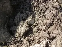 Field finds 5-12-08 004.webp