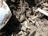 Field finds 5-12-08 027.webp