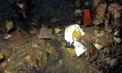 DSCN1049.webp