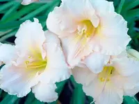 High Summer.webp