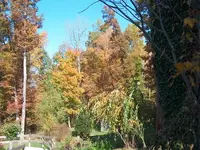 Fall Color.webp