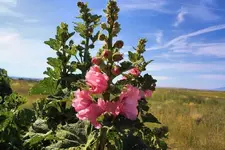 7-23c.webp