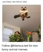 last-thing-saw-before-l-died-follow-hilarious-ted-for-mor-11998757.webp last-thing-saw-before-l-died-follow-hilarious-ted-for-mor-11998757.webp