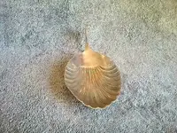 pewter dish 3.webp