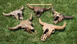 Bison_skulls1.webp