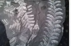 ooofernUntitled.webp