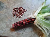 mandan corn.webp