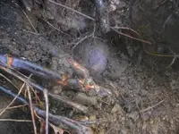 DSCN3969.webp