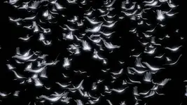 meteor shower.webp