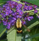 bumblebee hummingbird1.webp