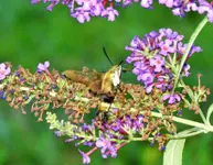 bumblebee hummingbird2.webp