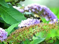 bumblebee hummingbird3.webp