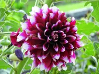 flower1.webp flower1.webp