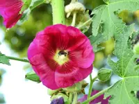 flower2.webp