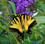 kybutterfly1.webp