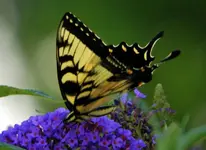 kybutterfly2.webp kybutterfly2.webp
