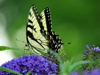 kybutterfly3.webp kybutterfly3.webp