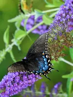 kybutterfly4.webp
