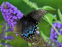 kybutterfly5.webp kybutterfly5.webp