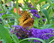 kybutterfly6.webp kybutterfly6.webp
