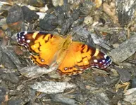 kybutterfly7.webp