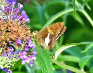 kybutterfly8.webp kybutterfly8.webp