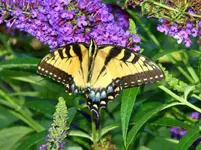 kybutterfly9.webp