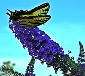 kybutterfly10.webp kybutterfly10.webp